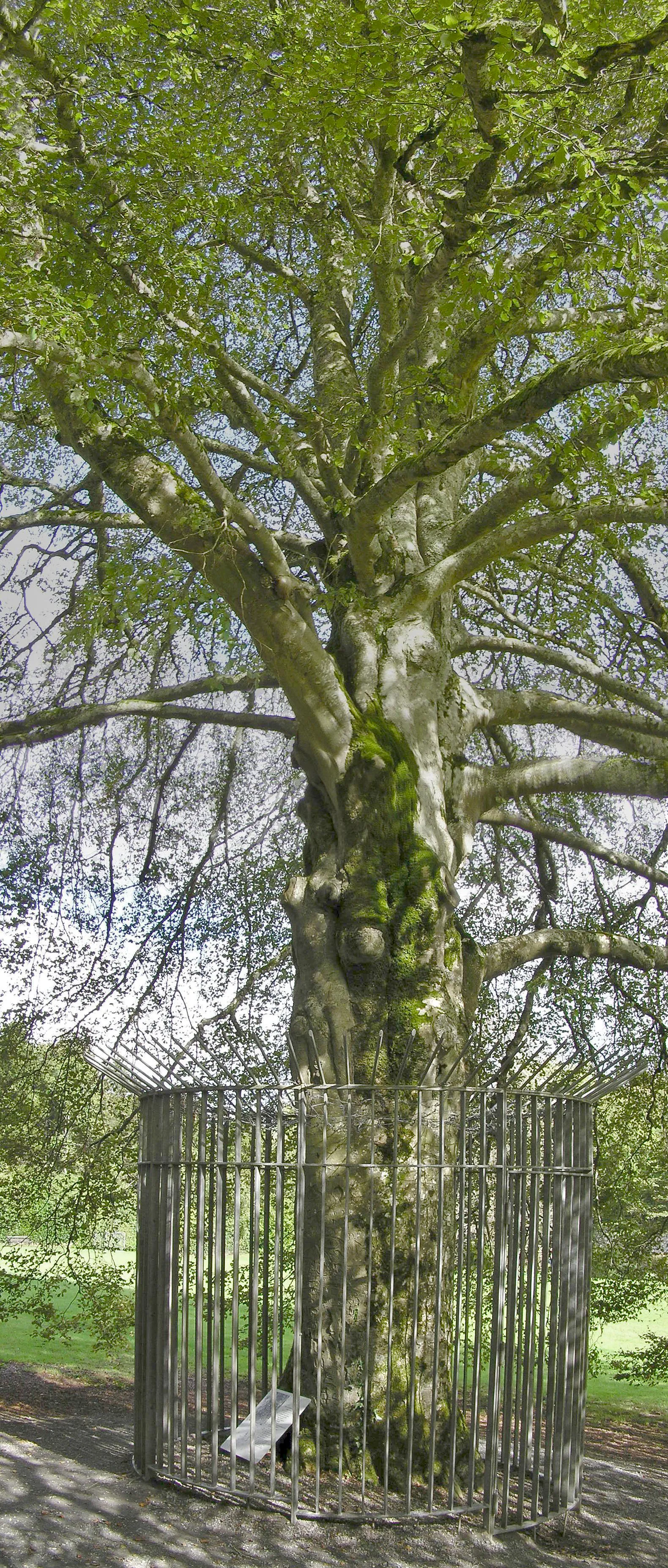 The Autograph Tree, Coole Park